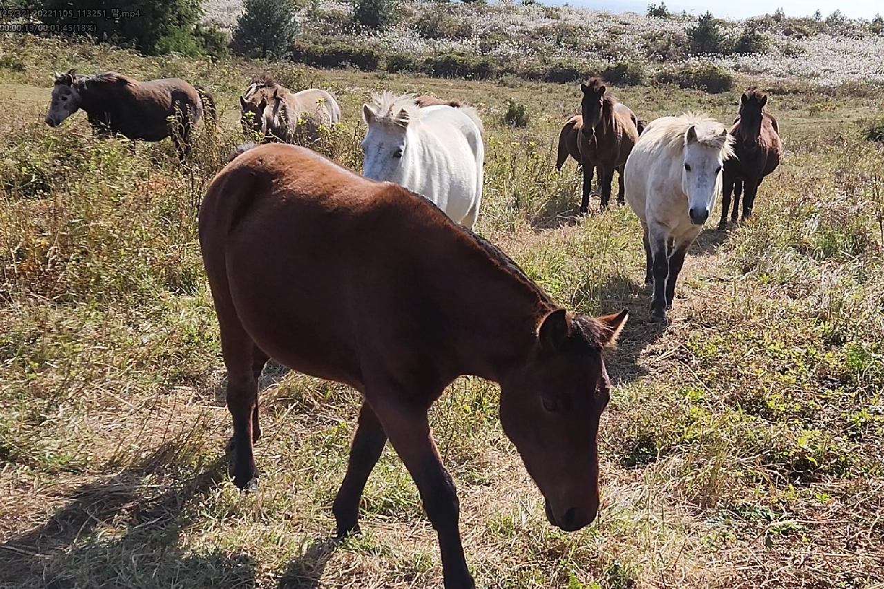 서귀포 표선에 위치한 