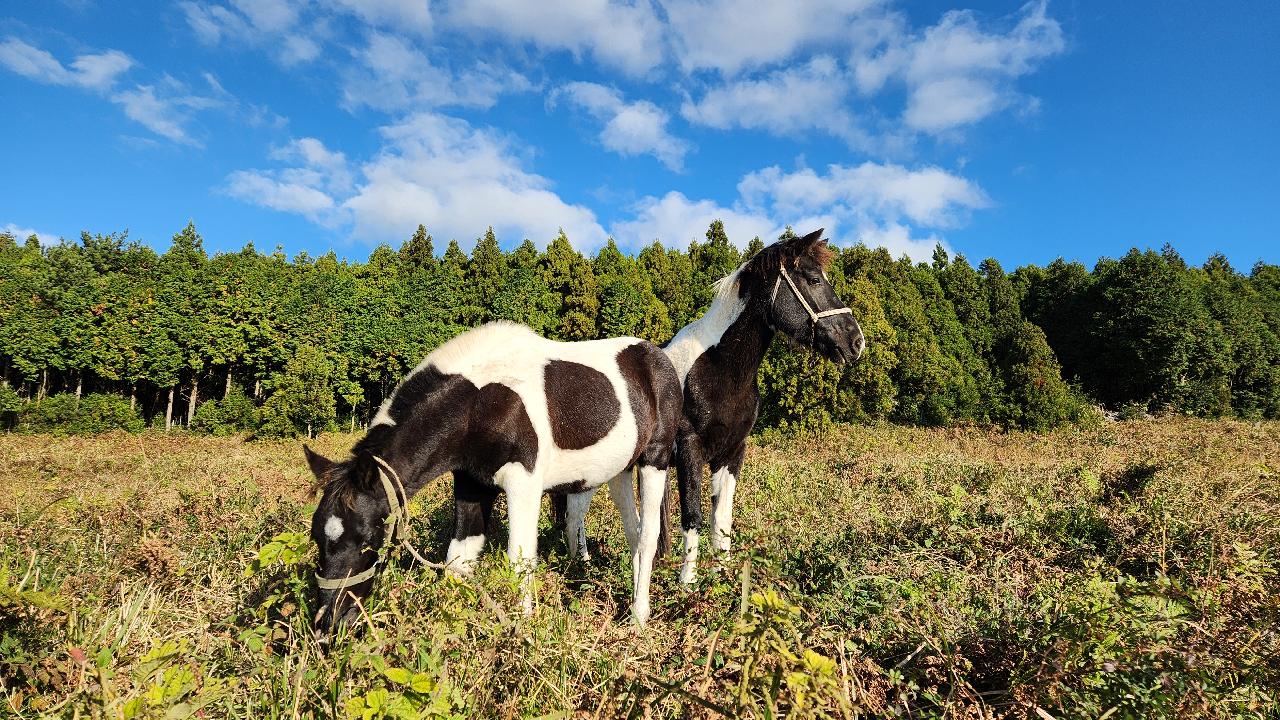서귀포 표선에 위치한 