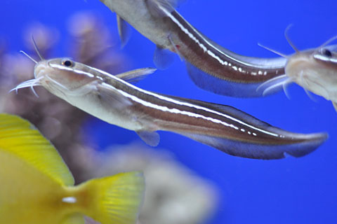 독이 있는 바다의 메기 - 쏠종개