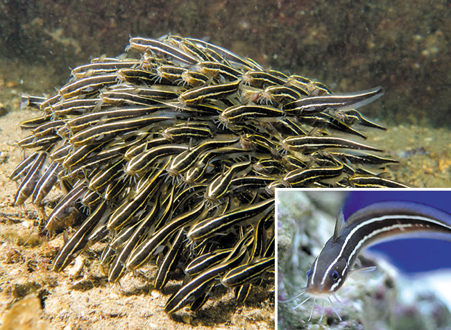 독이 있는 바다의 메기 - 쏠종개