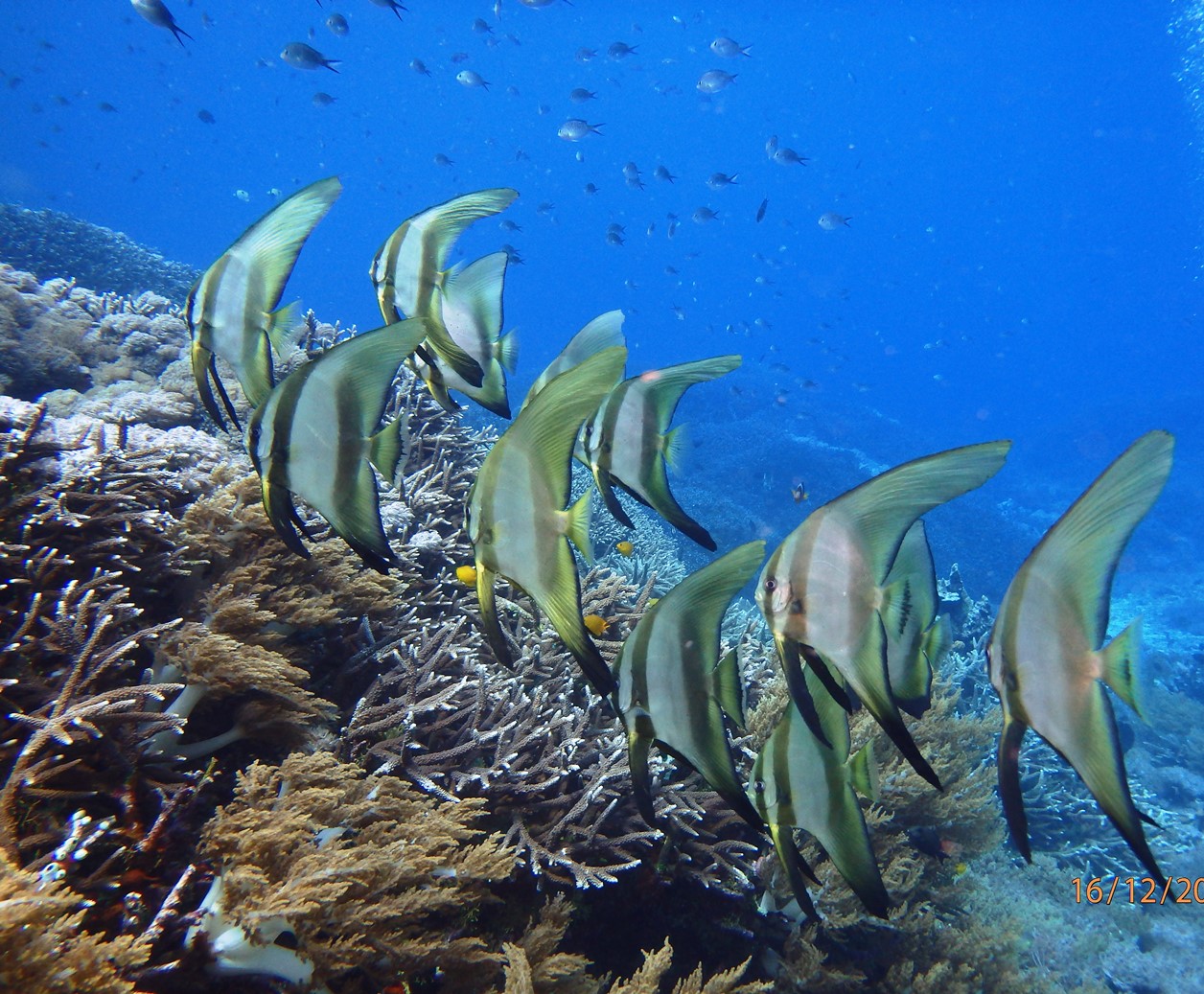 조류가 매우 거셌던 다이빙