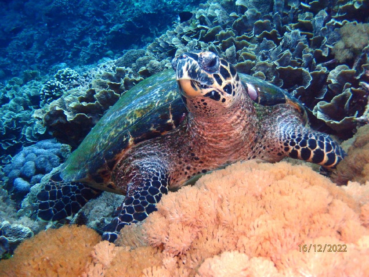 조류가 매우 거셌던 다이빙