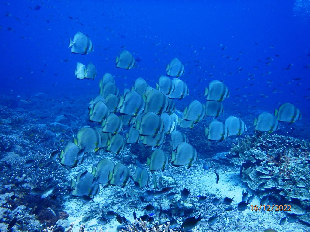 조류가 매우 거셌던 다이빙