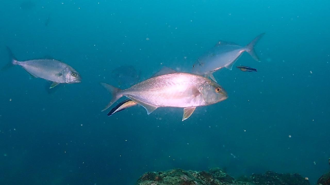 제주도에서 스쿠버 다이빙을 하다가 보게된 방어의 게사냥