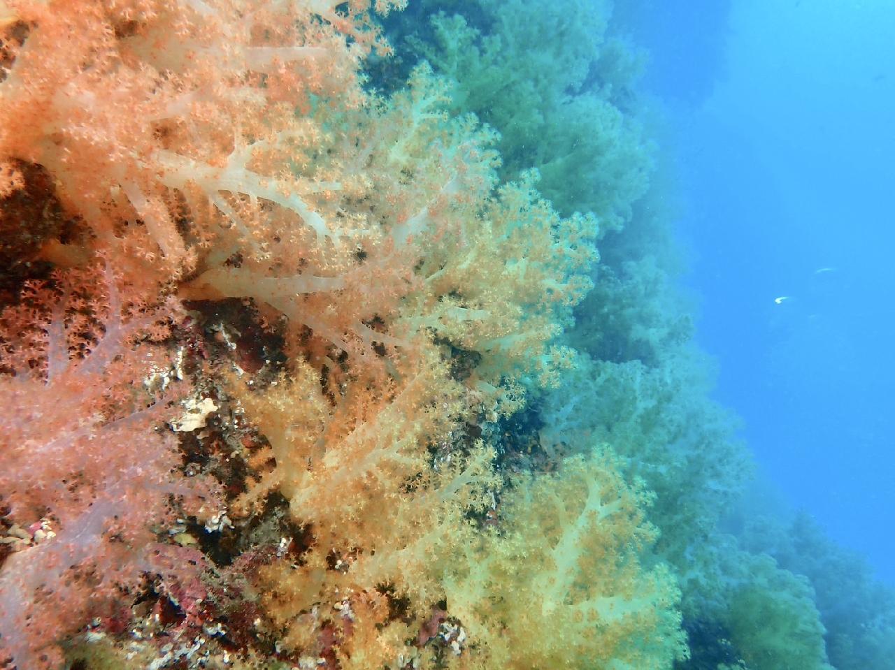 환상의 시야와 물고기들 너무 좋았어요 ?