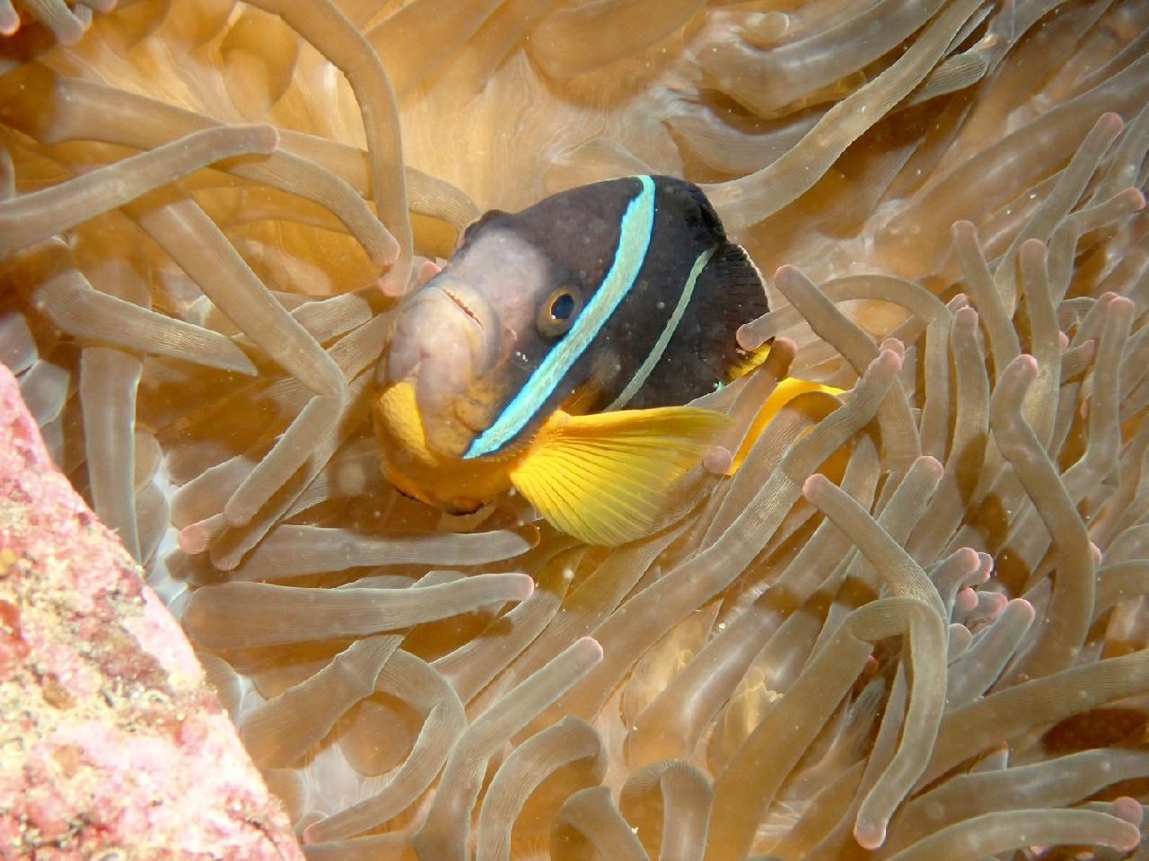 환상의 시야와 물고기들 너무 좋았어요 ?