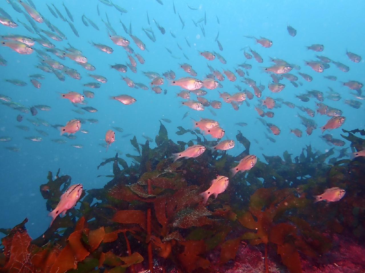 환상의 시야와 물고기들 너무 좋았어요 ?
