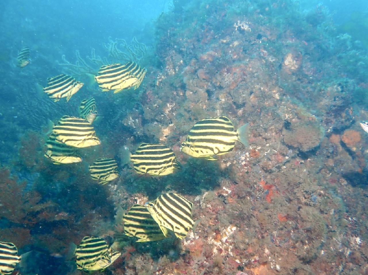 환상의 시야와 물고기들 너무 좋았어요 ?
