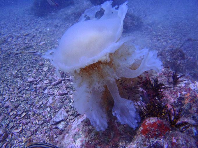 부산 나무섬 - 아부나이