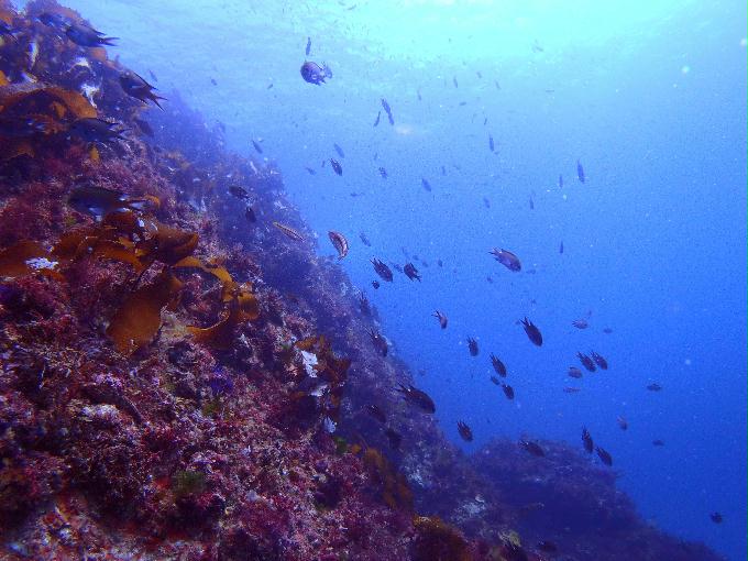 부산 나무섬 - 아부나이