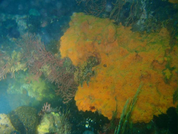 오픈워터와의 수중 유영 - 강원도 강릉시 사천면 사천진리 - 인공 삼각어초