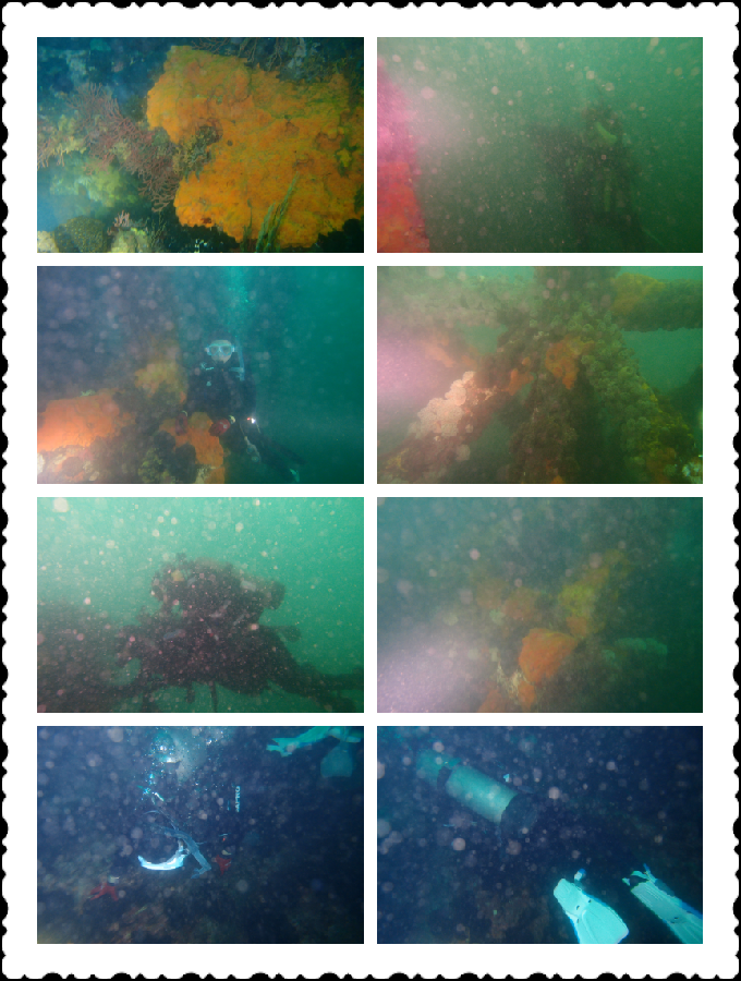 오픈워터와의 수중 유영 - 강원도 강릉시 사천면 사천진리 - 인공 삼각어초