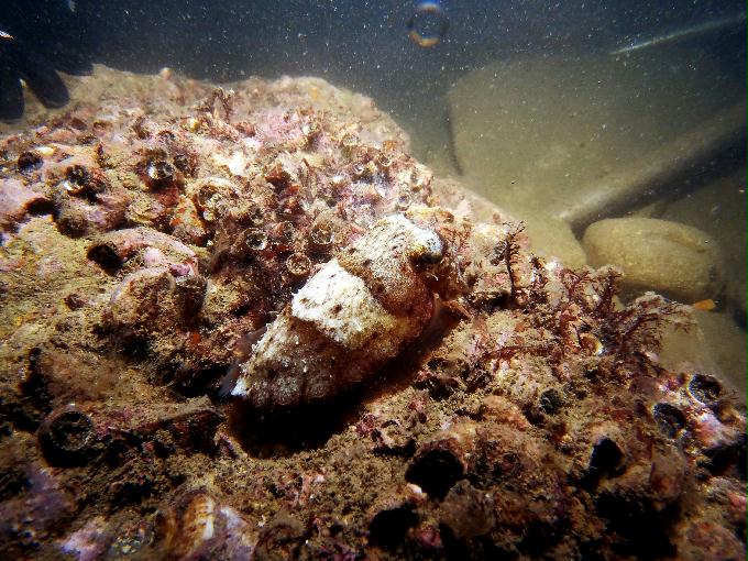 부산 태종대 - 감지해변 야간다이빙