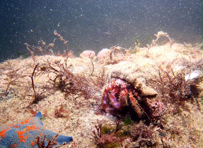 부산 태종대 - 감지해변 야간다이빙
