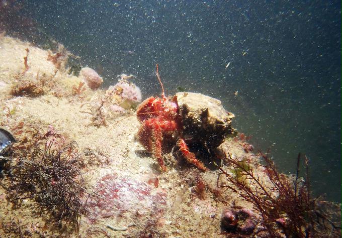 부산 태종대 - 감지해변 야간다이빙