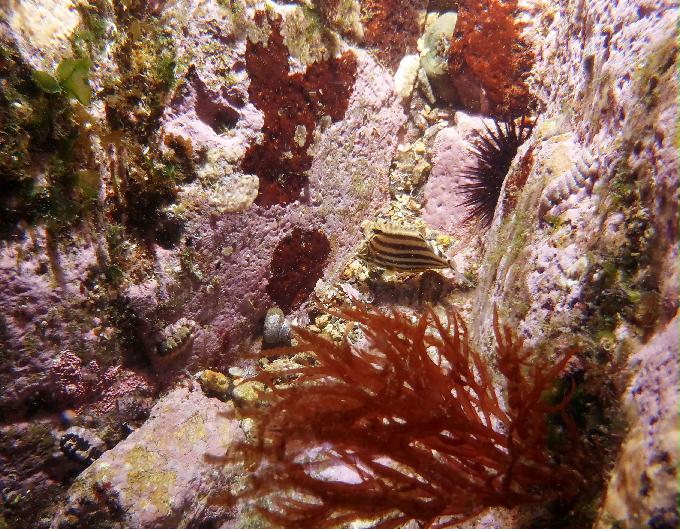 부산 태종대 - 감지해변 야간다이빙