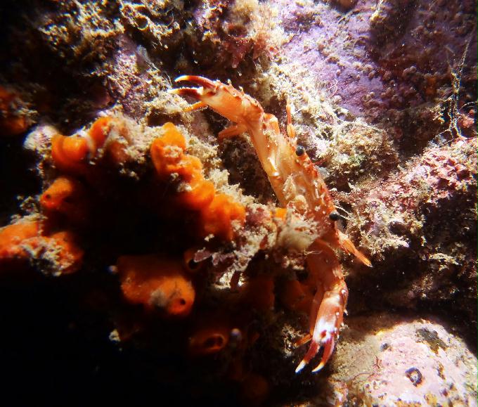 부산 태종대 - 감지해변 야간다이빙