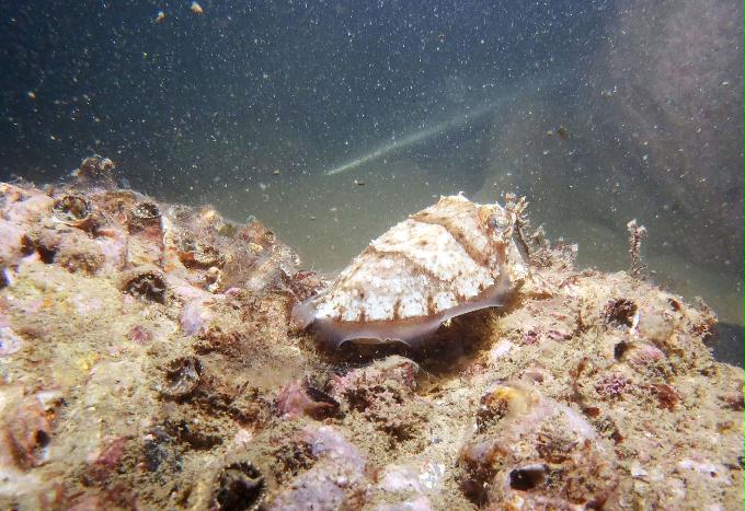 부산 태종대 - 감지해변 야간다이빙