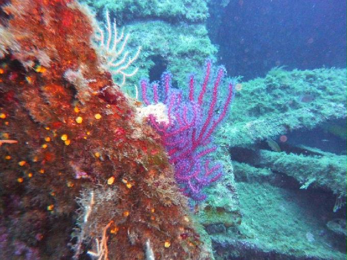펀 다이빙 - San Fruttuoso_Genova (Italia) - Relitto del Mohawk Deer