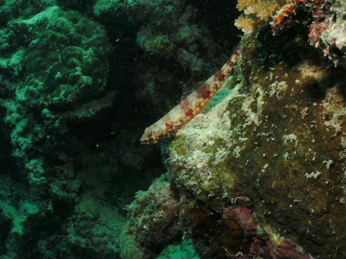 펀다이빙 - 필리핀 세부 모알보알 준다이브리조트 - 탈리사이(TALISAY)