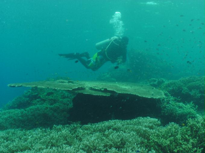 펀다이빙 - 필리핀 세부 모알보알 준다이브리조트 - 통고 생추어리(TONGO SANCTUARY)