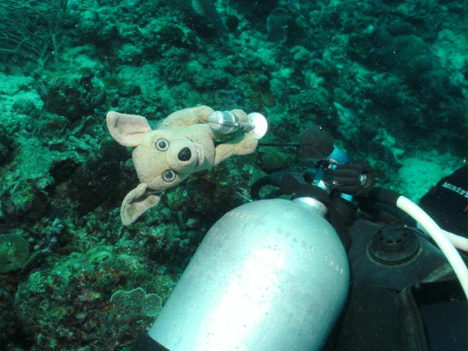 펀다이빙 - 필리핀 세부 모알보알 준다이브리조트 - 탈리사이(TALISAY)