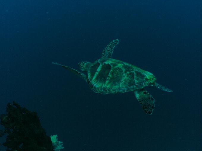 펀다이빙 - 필리핀 세부 모알보알 준다이브리조트 - 탈리사이(TALISAY)