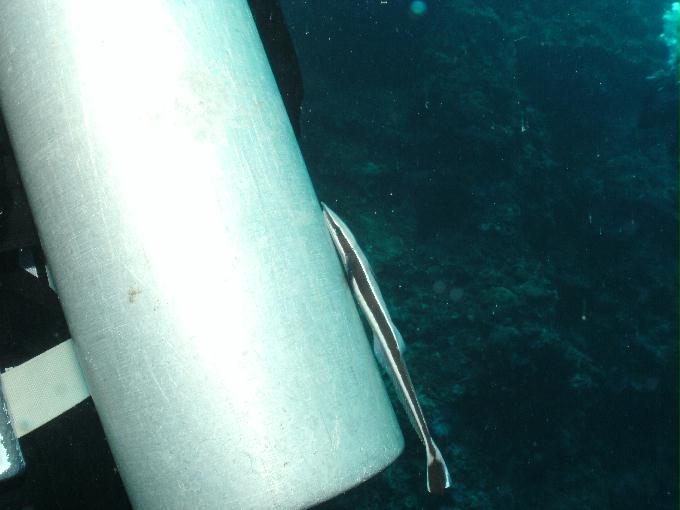 펀다이빙 - 필리핀 세부 모알보알 준다이브리조트 - 통고 생추어리(TONGO SANCTUARY)