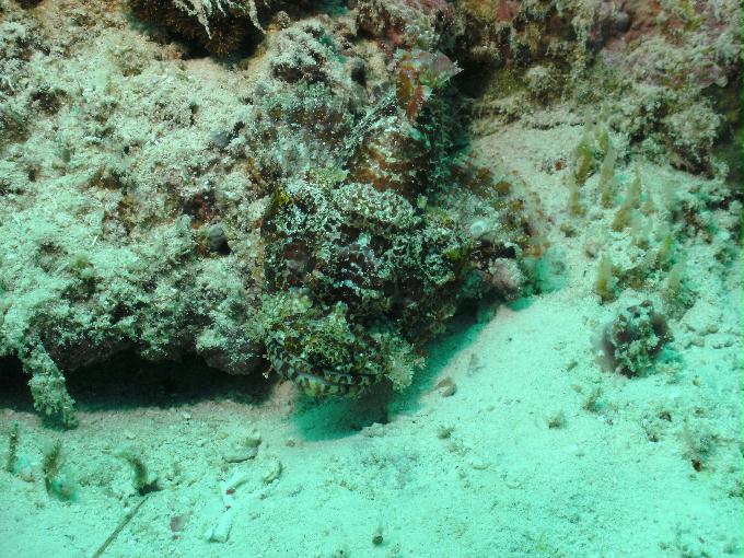 펀다이빙 - 필리핀 세부 모알보알 준다이브리조트 - 탈리사이(TALISAY)