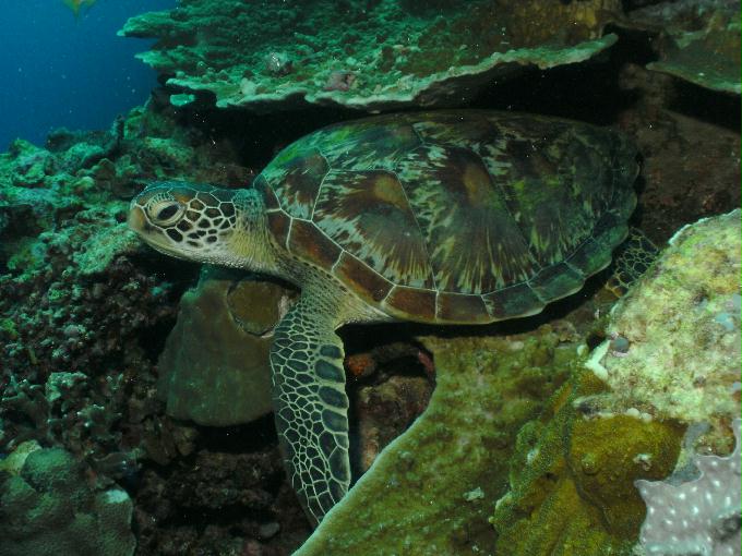 펀다이빙 - 필리핀 세부 모알보알 준다이브리조트 - 통고 생추어리(TONGO SANCTUARY)