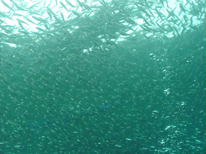 펀다이빙 - 필리핀 세부 모알보알 준다이브리조트 - 페스카도르(PESCADOR WEST)