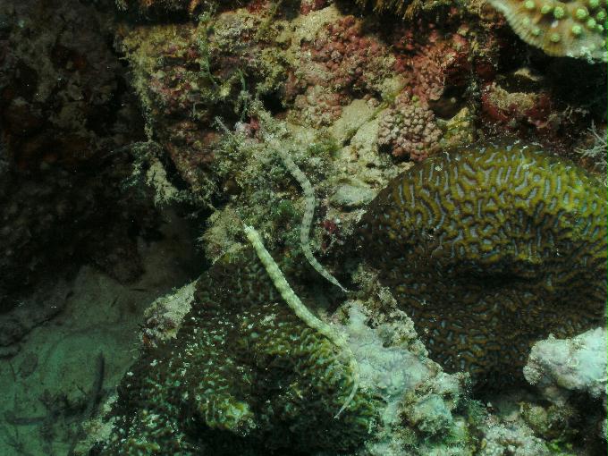 펀다이빙 - 필리핀 세부 모알보알 준다이브리조트 - 탈리사이(TALISAY)