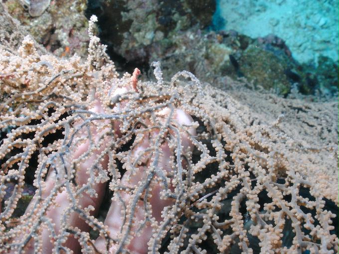 펀다이빙 - 필리핀 세부 모알보알 준다이브리조트 - 탈리사이(TALISAY)