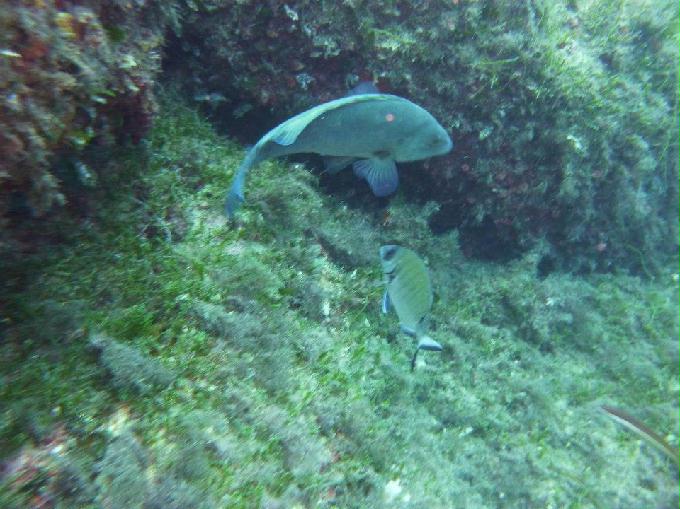 AOW 교육 (딥) 다이빙 - Area Marina Protetta di Portofino, Italia - Punta Vessinaro