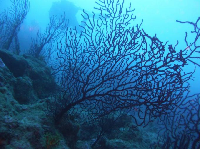 AOW 교육 (딥) 다이빙 - Area Marina Protetta di Portofino, Italia - Punta Vessinaro