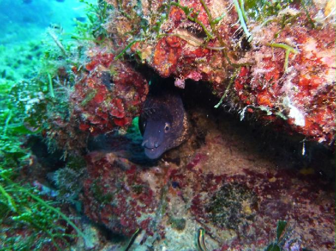 AOW 교육 (딥) 다이빙 - Area Marina Protetta di Portofino, Italia - Punta Vessinaro