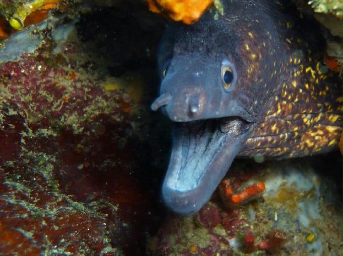 AOW 교육 (딥) 다이빙 - Area Marina Protetta di Portofino, Italia - Punta Vessinaro