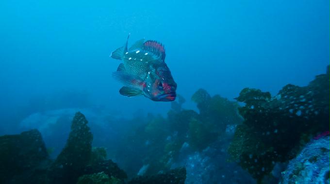 울산바위 부채뿔 산호 촬영 - 속초 영금정 동명스킨스쿠버리조트 - 울산 바위