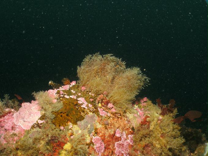 펀다이빙 - 강원도 고성 LF문암리조트 - 마이산