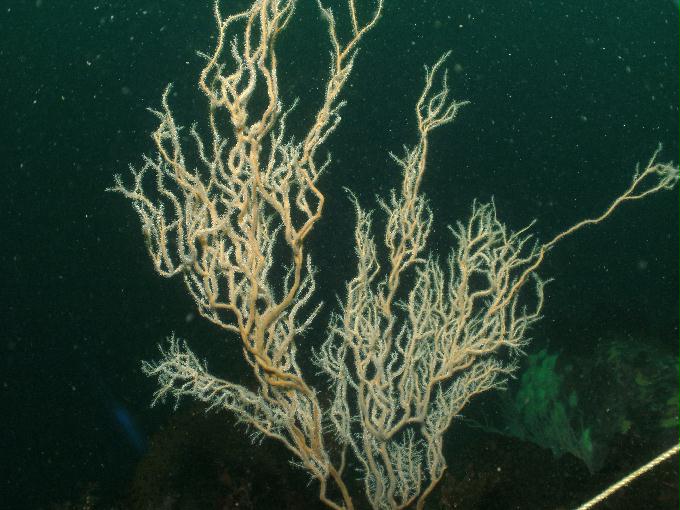 펀다이빙 - 강원도 고성 LF문암리조트 - 마이산