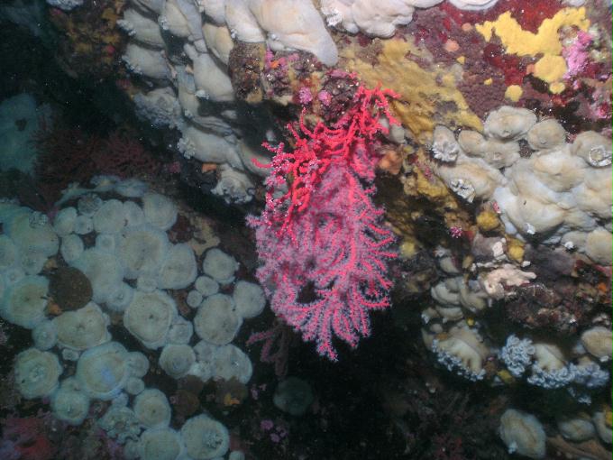 펀다이빙 - 강원도 고성 LF문암리조트 - 마이산