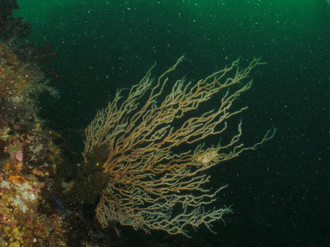 펀다이빙 - 강원도 고성 LF문암리조트 - 마이산