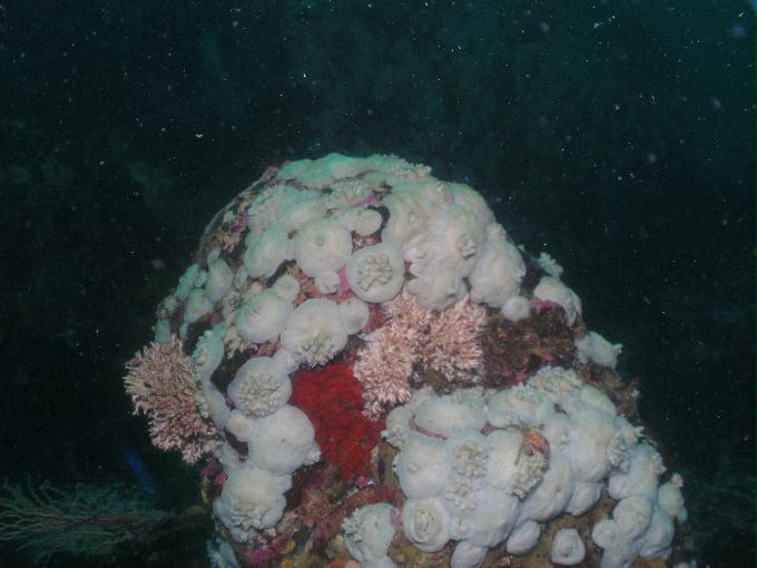 펀다이빙 - 강원도 고성 LF문암리조트 - 마이산