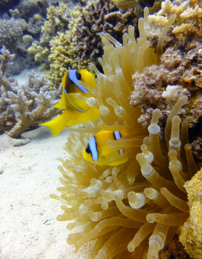 펀 다이빙 - Hurghada, Egypt - Ras Disha