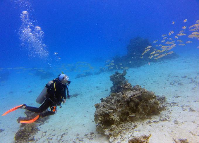 펀 다이빙 - Hurghada, Egypt - Ras Disha