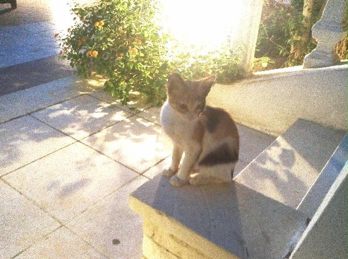 펀 다이빙 - Hurghada, Egypt - Shaab Sabina