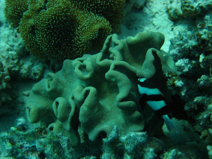 펀 다이빙 - Hurghada, Egypt - Fanaus West