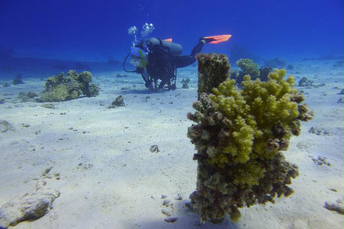 펀 다이빙 - Hurghada, Egypt - Turft el Shahed