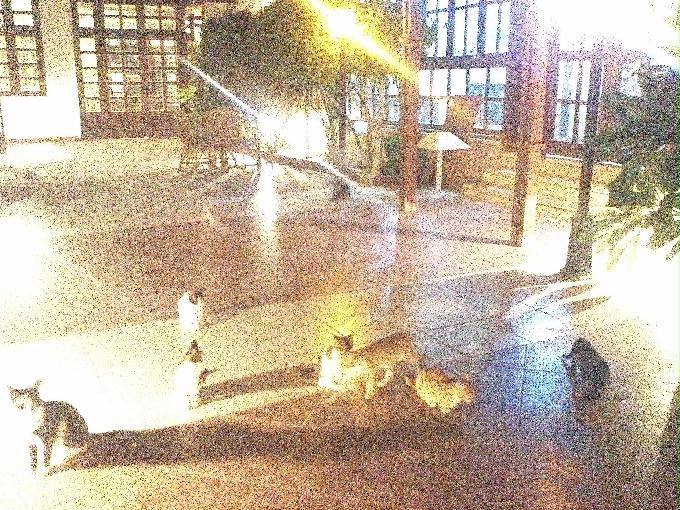 펀 다이빙 - Hurghada, Egypt - Shaab Sabina