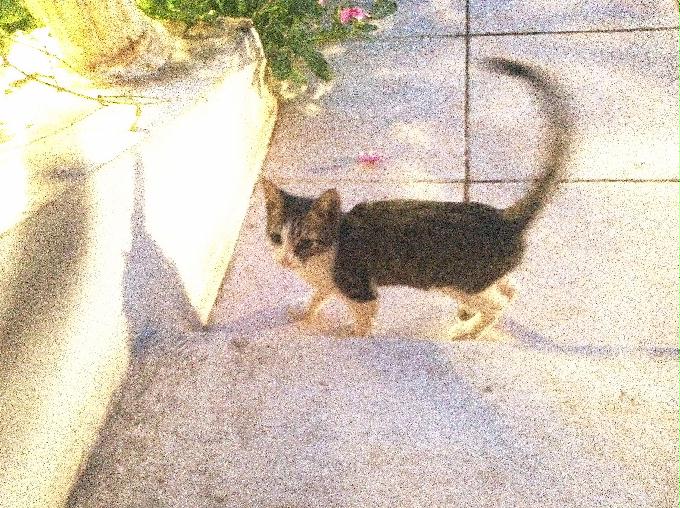 펀 다이빙 - Hurghada, Egypt - Shaab Sabina